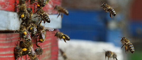 Honeybees at a beehive.