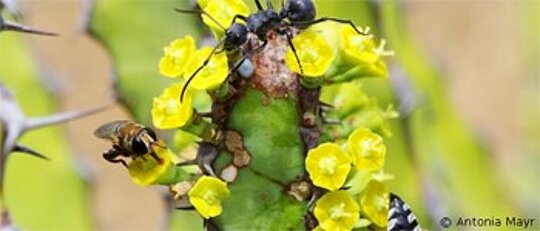 Biodiversity Biodiversity